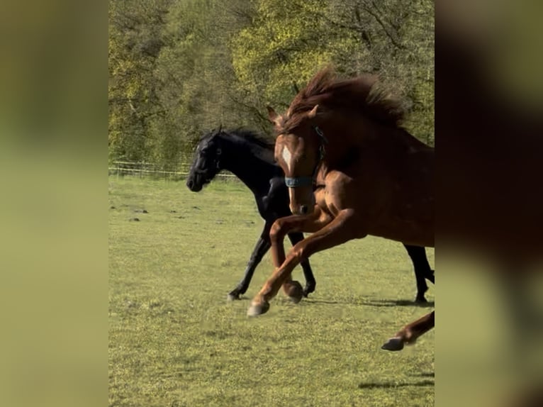 Koń oldenburski Klacz 2 lat 170 cm Kasztanowata in GroßenknetenGroßenkneten