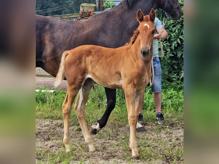 Koń oldenburski Klacz 2 lat 172 cm Ciemnokasztanowata in Ehrenburg