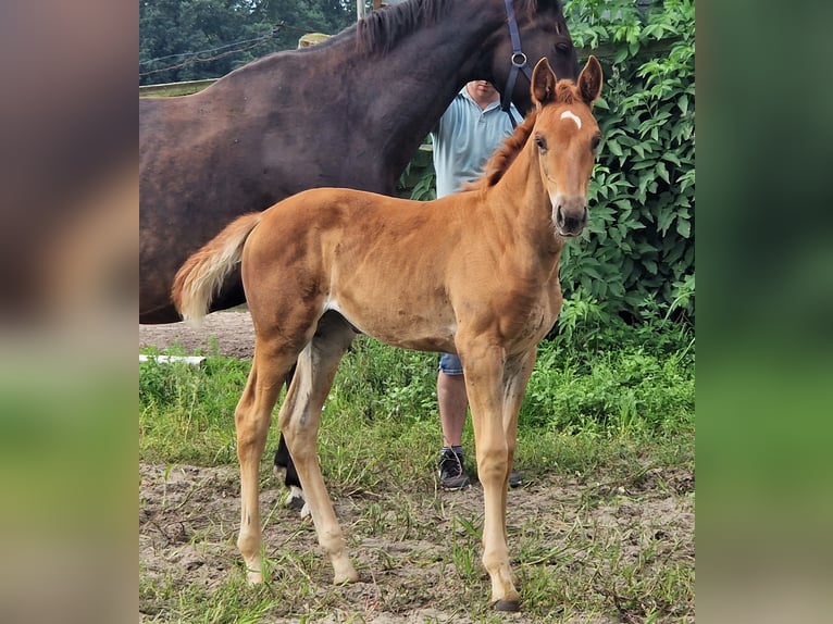 Koń oldenburski Klacz 2 lat 172 cm Ciemnokasztanowata in Ehrenburg