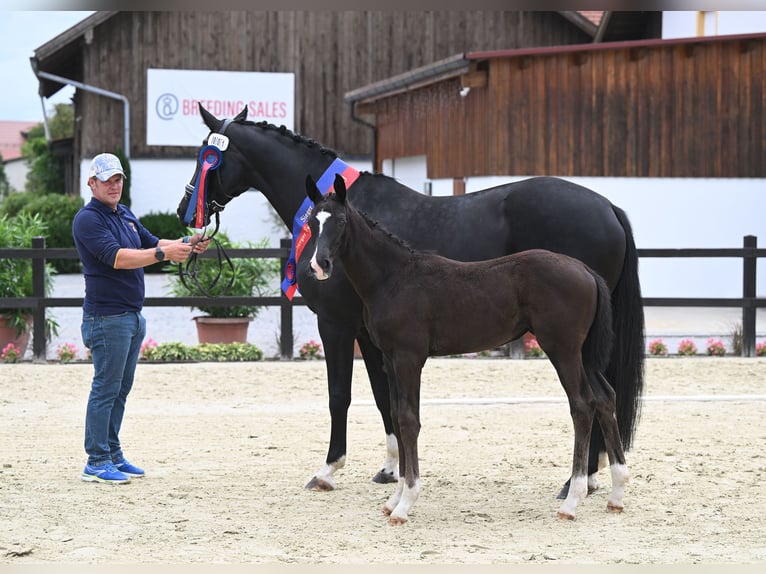 Koń oldenburski Klacz 2 lat 172 cm Kara in Bad F&#xFC;ssing