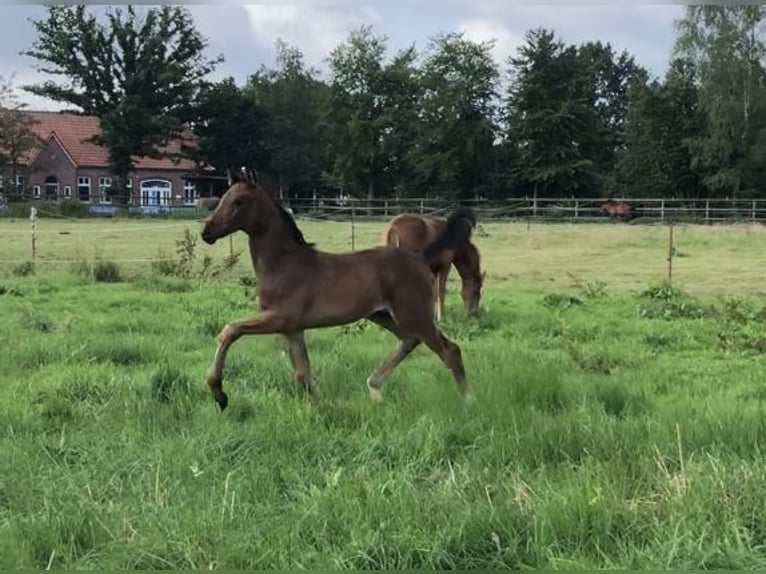 Koń oldenburski Klacz 2 lat 173 cm Gniada in Westerstede