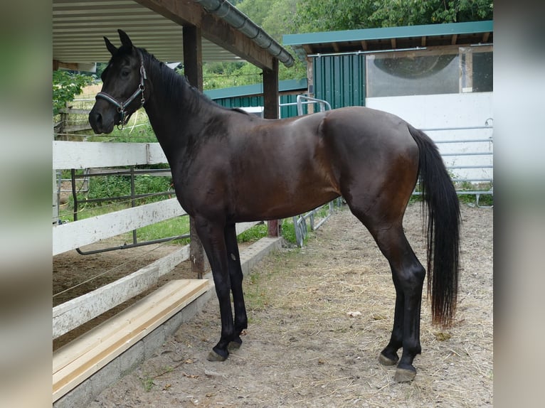 Koń oldenburski Klacz 2 lat 174 cm Skarogniada in Greifenstein