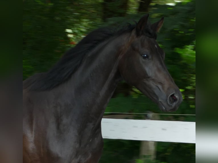 Koń oldenburski Klacz 2 lat 174 cm Skarogniada in Greifenstein