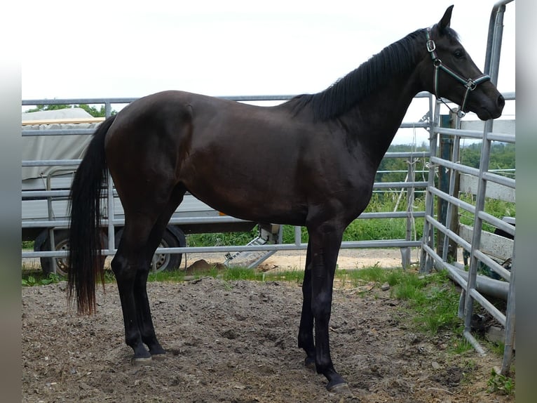 Koń oldenburski Klacz 2 lat 174 cm Skarogniada in Greifenstein