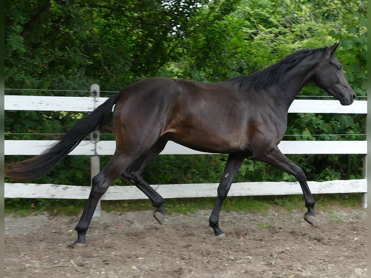 Koń oldenburski Klacz 2 lat 174 cm Skarogniada in Greifenstein