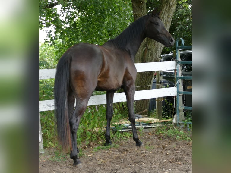 Koń oldenburski Klacz 2 lat 174 cm Skarogniada in Greifenstein