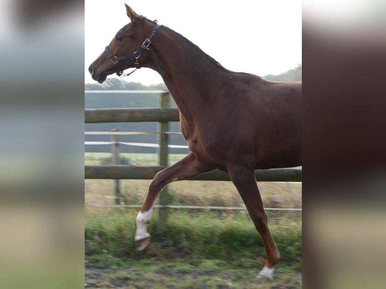 Koń oldenburski Klacz 2 lat 175 cm Ciemnokasztanowata in Greifenstein