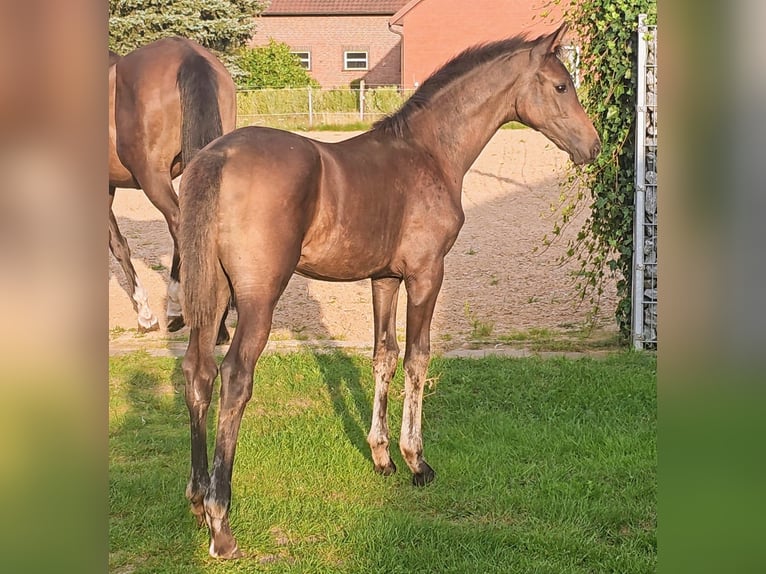 Koń oldenburski Klacz 2 lat Gniada in Hemsloh