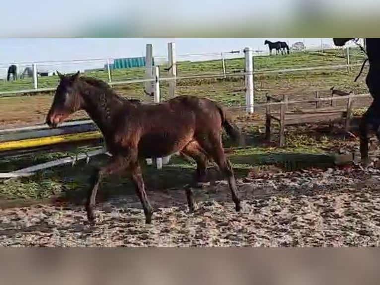 Koń oldenburski Klacz 2 lat Gniada in Hankensbüttel