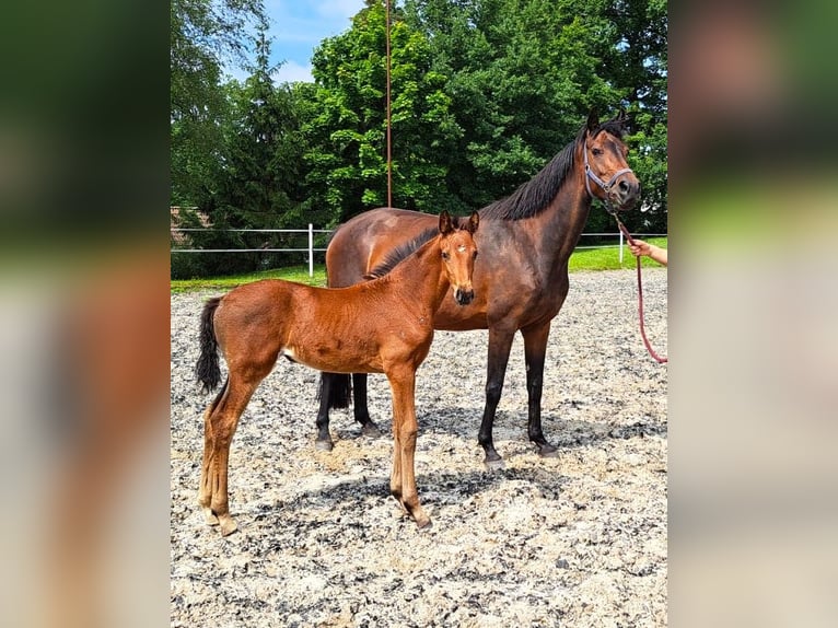 Koń oldenburski Klacz 2 lat Gniada in Hankensbüttel