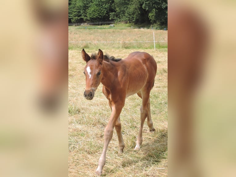 Koń oldenburski Klacz 2 lat Gniada in Hankensbüttel