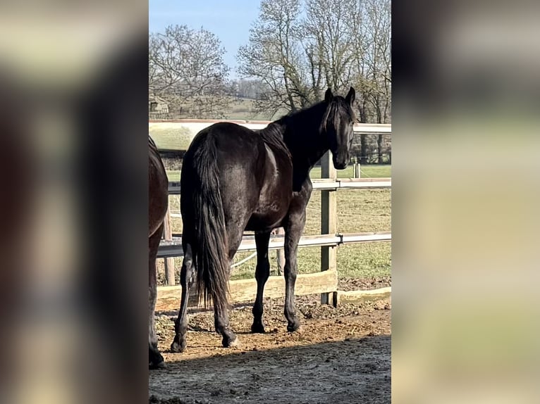 Koń oldenburski Klacz 2 lat Kara in Isernhagen