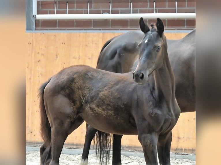 Koń oldenburski Klacz 2 lat Kara in Groß Stieten