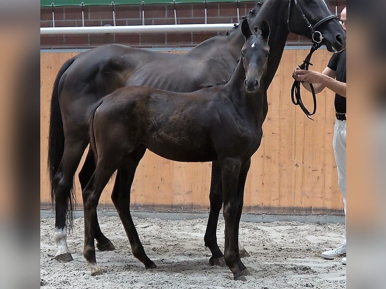 Koń oldenburski Klacz 2 lat Kara in Groß Stieten