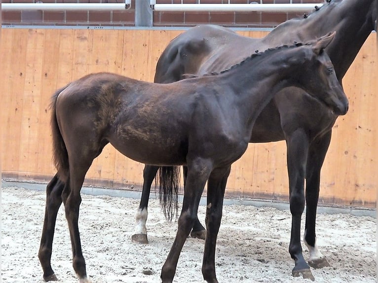 Koń oldenburski Klacz 2 lat Kara in Groß Stieten