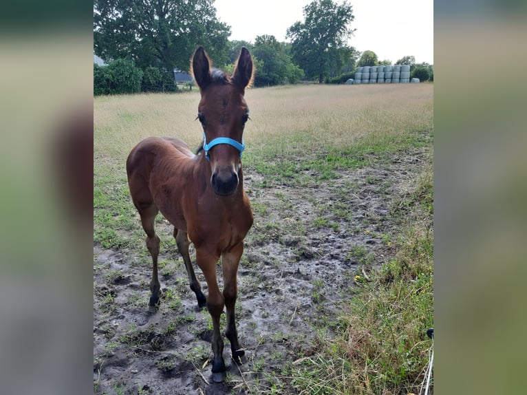 Koń oldenburski Klacz 2 lat in Ganderkesee