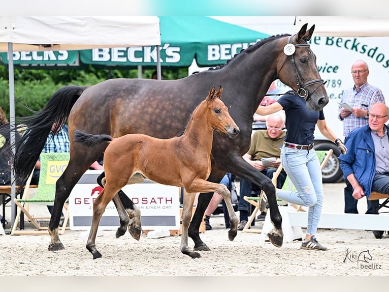 Koń oldenburski Klacz 2 lat in Ganderkesee