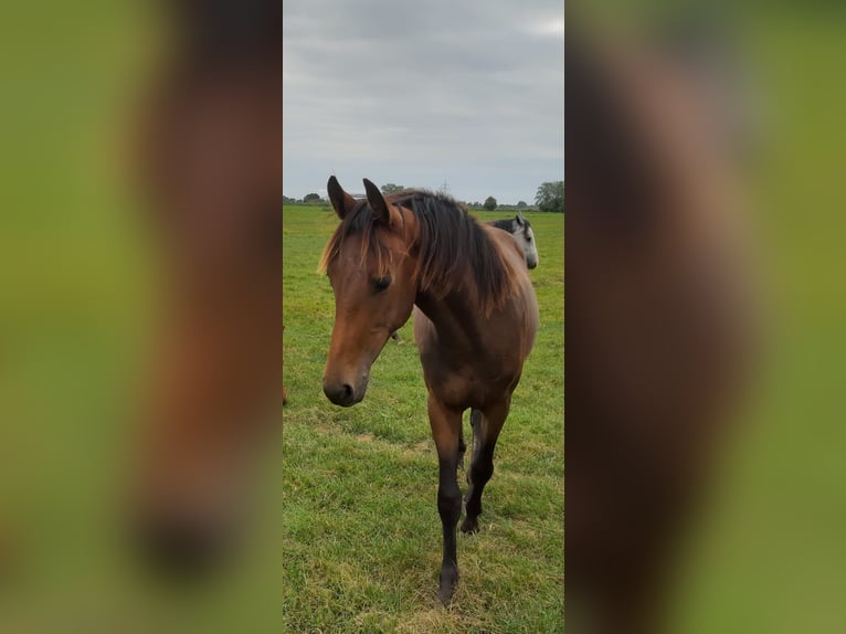 Koń oldenburski Klacz 2 lat in Ganderkesee