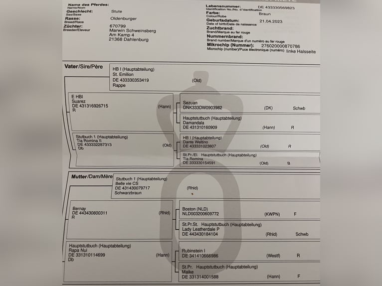 Koń oldenburski Klacz 2 lat Skarogniada in Dahlenburg