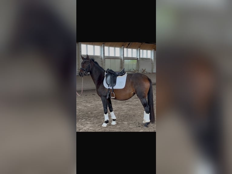 Koń oldenburski Klacz 3 lat 152 cm Ciemnogniada in Perwenitz