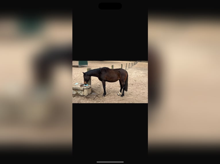 Koń oldenburski Klacz 3 lat 152 cm Ciemnogniada in Perwenitz