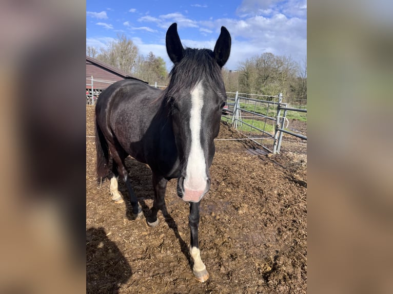 Koń oldenburski Klacz 3 lat 153 cm Kara in Brunssum