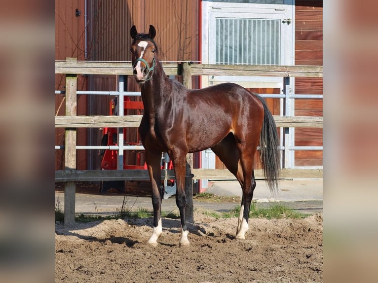 Koń oldenburski Klacz 3 lat 154 cm Gniada in Radeburg