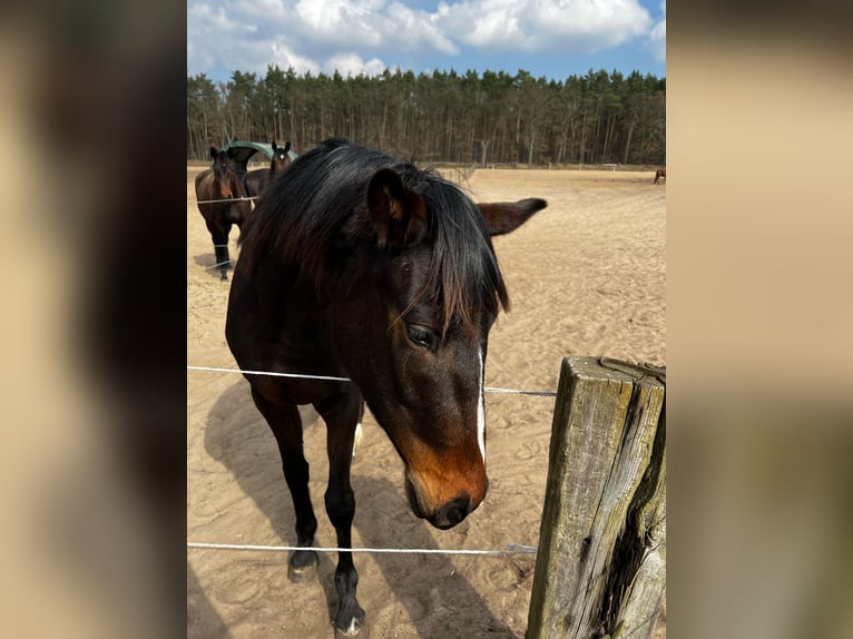 Koń oldenburski Klacz 3 lat 155 cm Ciemnogniada in Sch&#xF6;nwalde