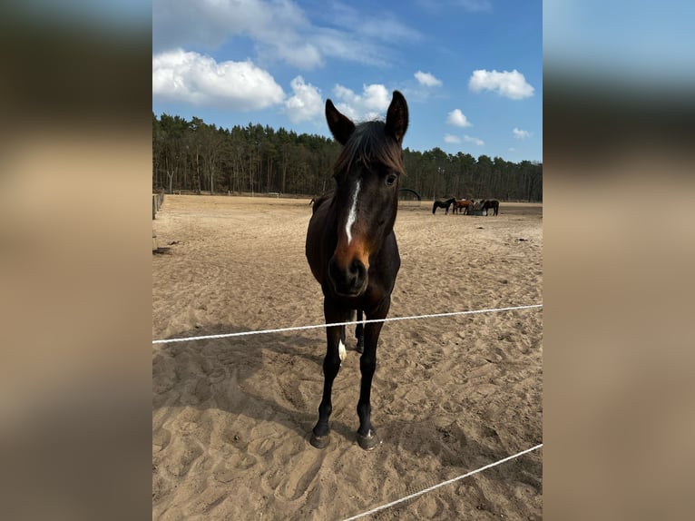 Koń oldenburski Klacz 3 lat 155 cm Ciemnogniada in Sch&#xF6;nwalde