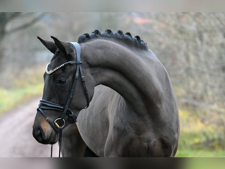 Koń oldenburski Klacz 3 lat 156 cm Ciemnogniada in Kamern