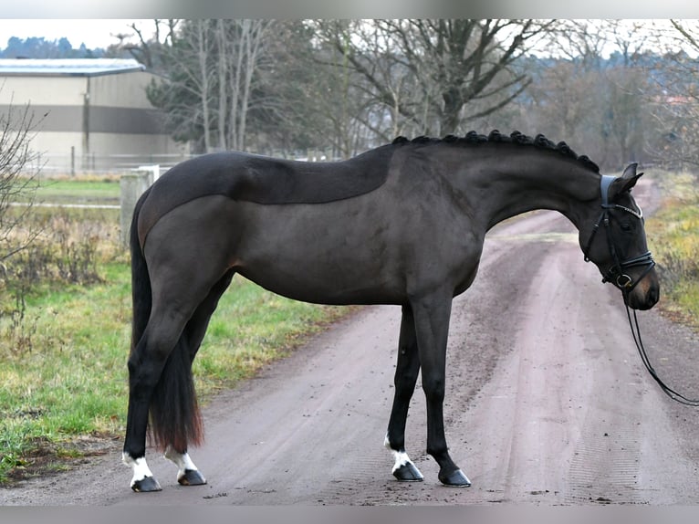 Koń oldenburski Klacz 3 lat 156 cm Ciemnogniada in Kamern