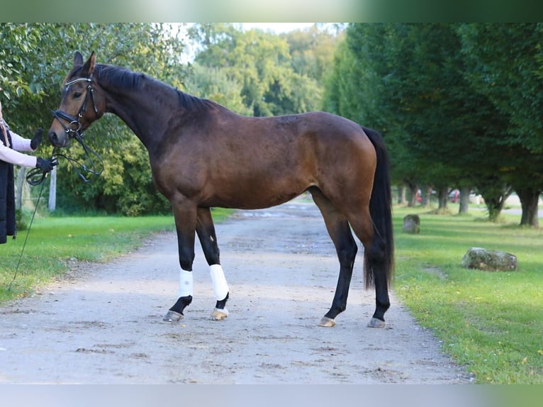 Koń oldenburski Klacz 3 lat 156 cm Gniada in Schellerten