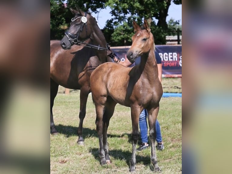 Koń oldenburski Klacz 3 lat 156 cm Gniada in Schellerten