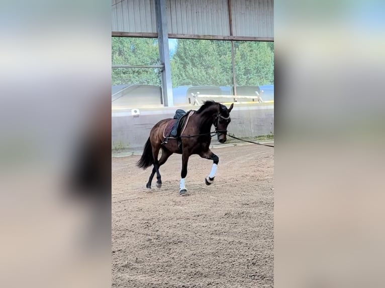 Koń oldenburski Klacz 3 lat 156 cm Gniada in Schellerten