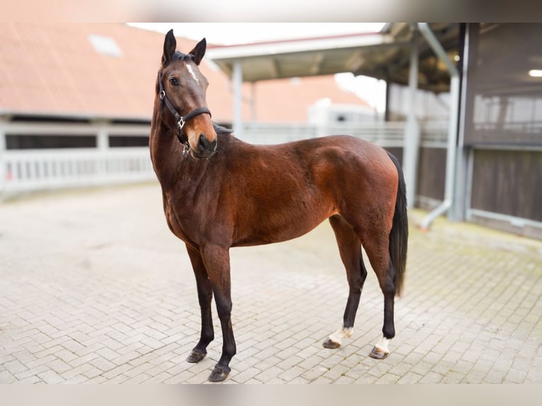 Koń oldenburski Mix Klacz 3 lat 156 cm Gniada in Ovelgönne