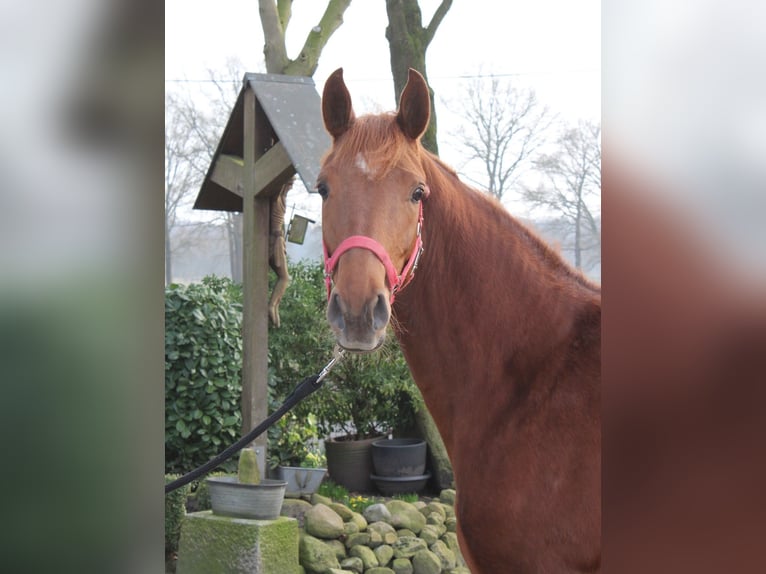 Koń oldenburski Klacz 3 lat 156 cm Kasztanowata in Löningen