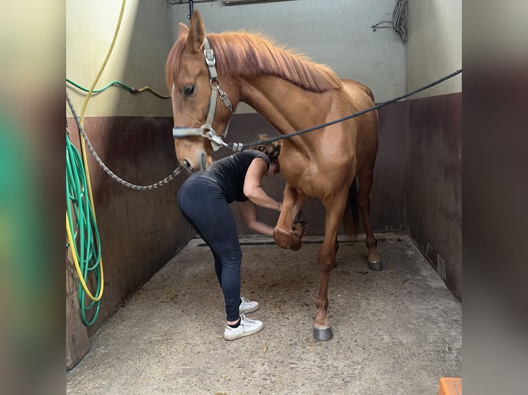 Koń oldenburski Klacz 3 lat 159 cm Kasztanowata in Hechtel eksel