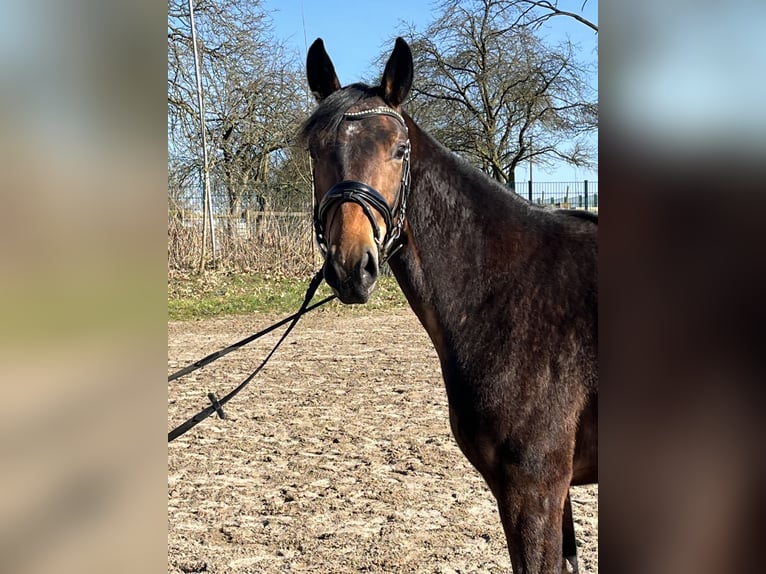 Koń oldenburski Klacz 3 lat 160 cm Ciemnogniada in Hiddenhausen