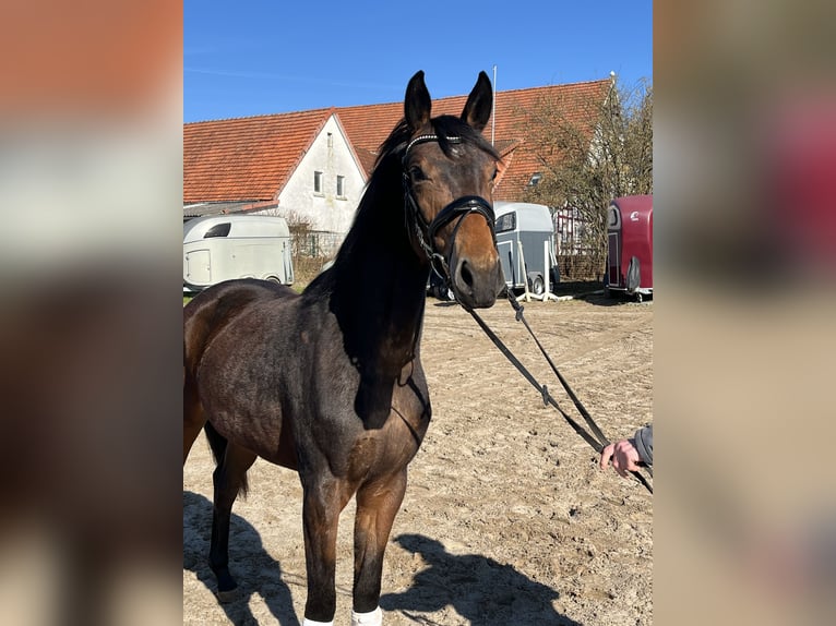 Koń oldenburski Klacz 3 lat 160 cm Ciemnogniada in Hiddenhausen