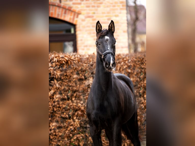 Koń oldenburski Klacz 3 lat 160 cm Kara in Berlin