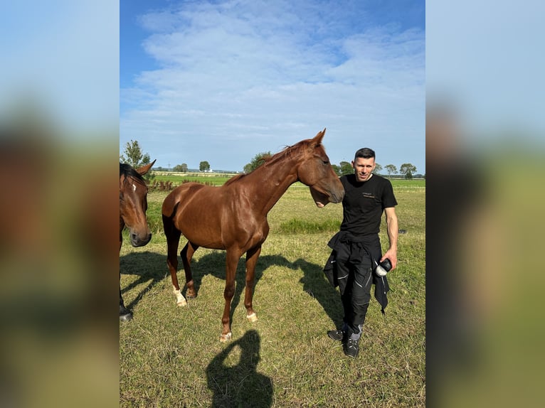 Koń oldenburski Klacz 3 lat 160 cm Kasztanowata in Itzehoe