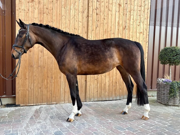 Koń oldenburski Klacz 3 lat 160 cm  in Ganderkese-Bergedorf