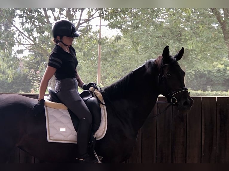 Koń oldenburski Klacz 3 lat 161 cm Ciemnogniada in Neeritter