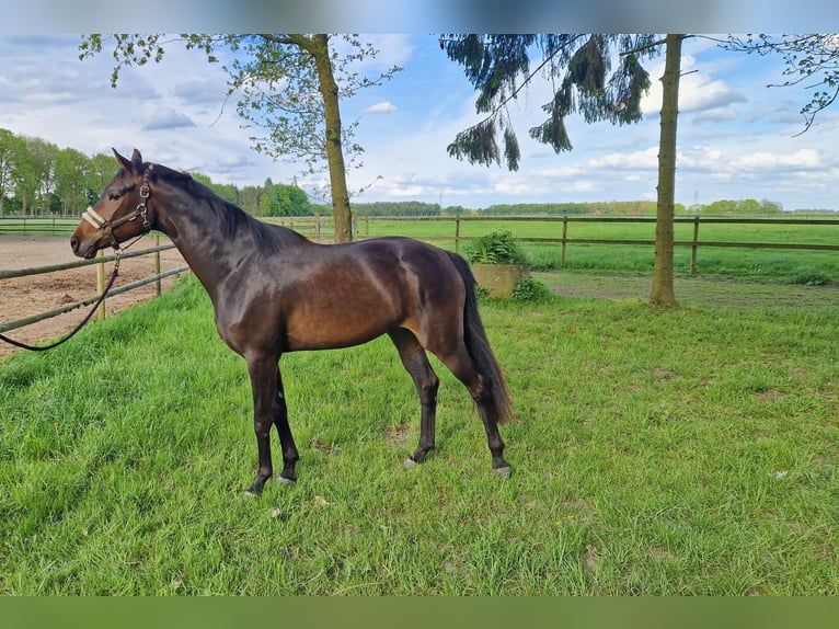 Koń oldenburski Klacz 3 lat 162 cm Ciemnogniada in Lindern (Oldenburg)