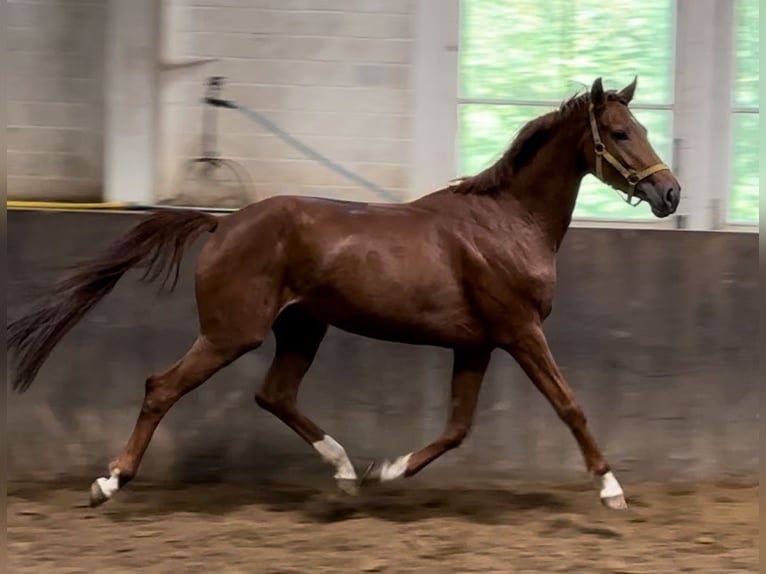 Koń oldenburski Klacz 3 lat 162 cm Kasztanowata in Heiligenstedten