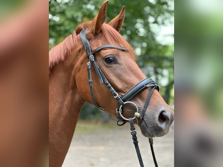 Koń oldenburski Klacz 3 lat 162 cm Kasztanowata in Heiligenstedten