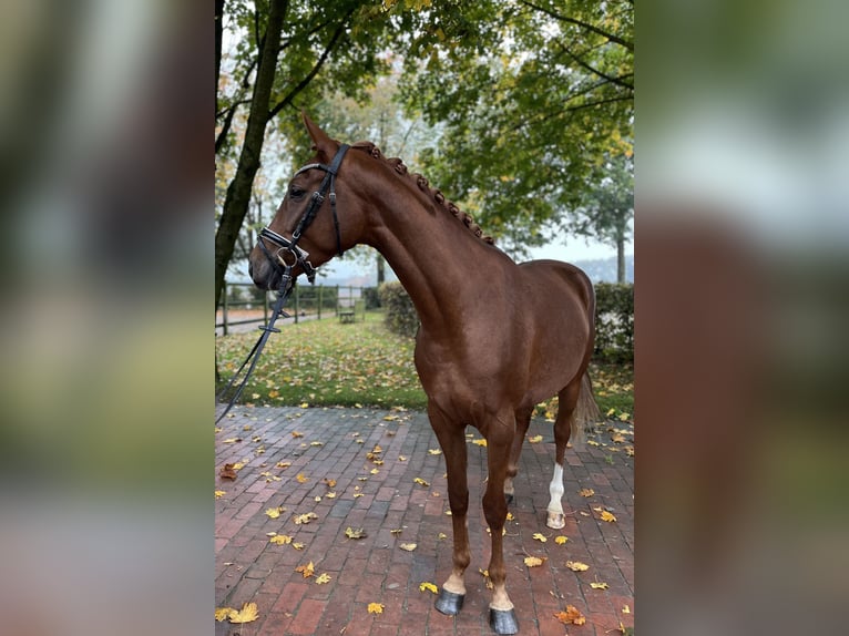 Koń oldenburski Klacz 3 lat 162 cm Kasztanowata in Visbek