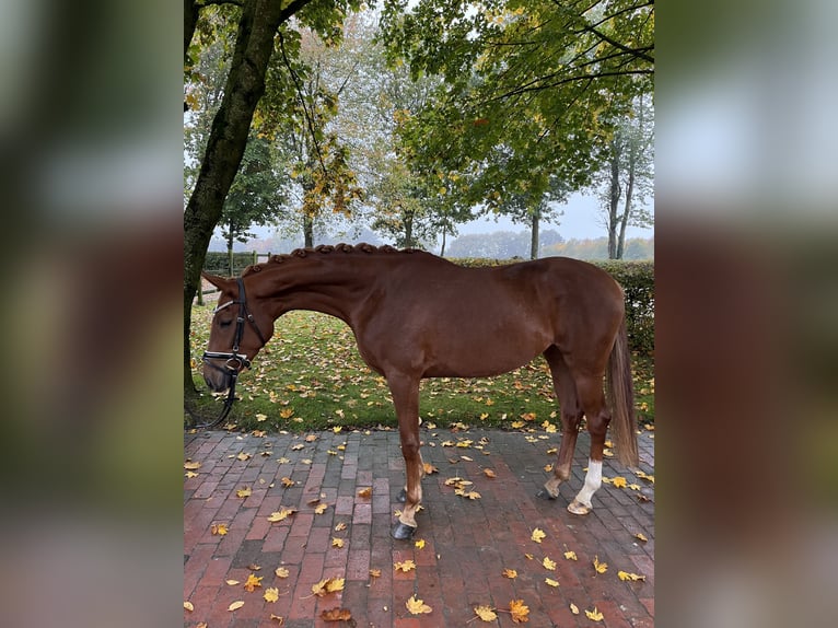 Koń oldenburski Klacz 3 lat 162 cm Kasztanowata in Visbek