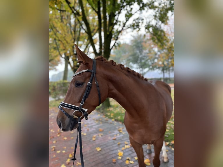 Koń oldenburski Klacz 3 lat 162 cm Kasztanowata in Visbek