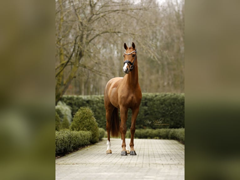 Koń oldenburski Klacz 3 lat 162 cm  in Schapen